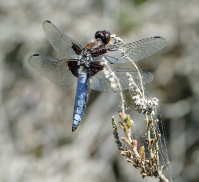 Broad Bodied Chaser